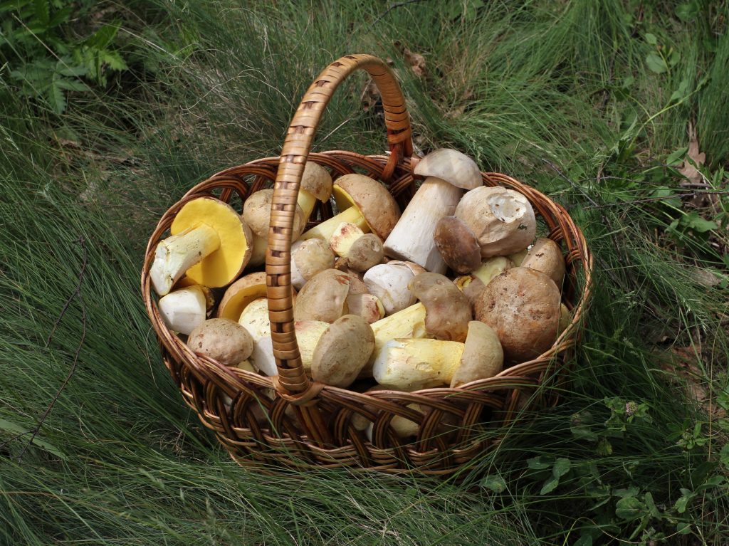 Funghi del sottobosco