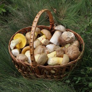 Funghi e tartufi