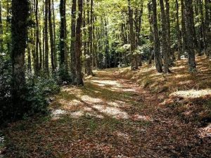Sentiero nel bosco con foglie cadute vicino a Calvello