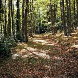 Sentiero nel bosco con foglie cadute vicino a Calvello