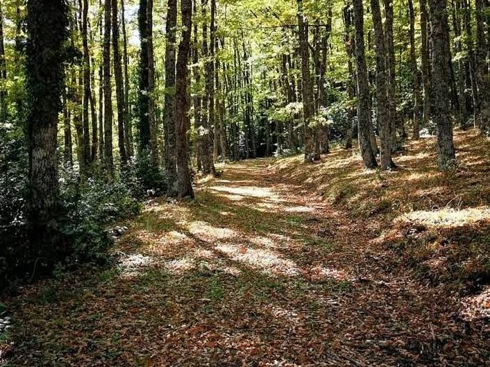 Sentiero nel bosco con le foglie d’autunno a Calvello