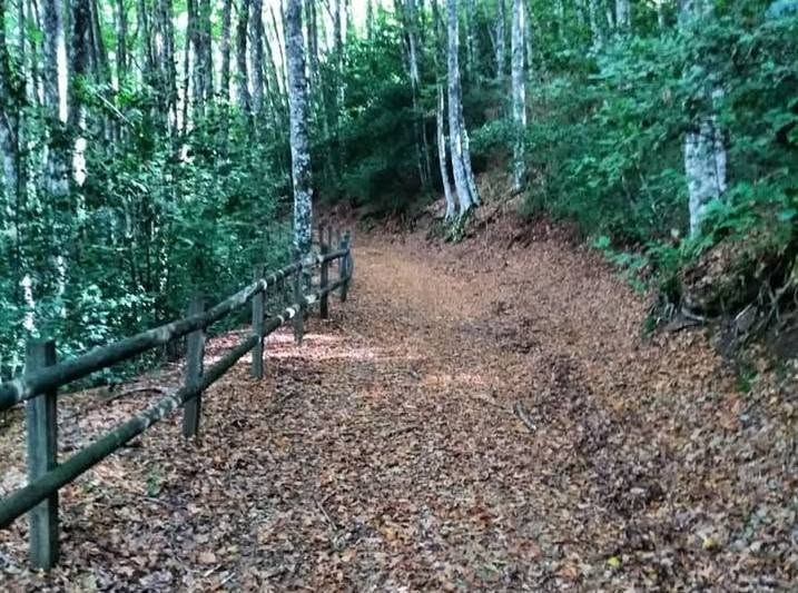 Sentiero con staccionata in legno nel bosco